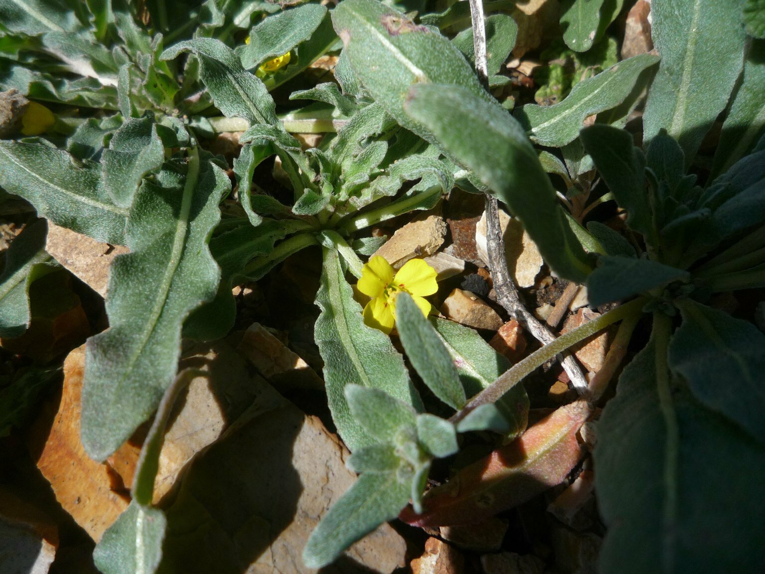 High Resolution Camissoniopsis intermedia Leaf